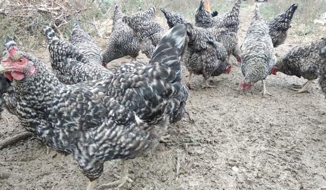 自然森林养殖芦花鸡,芦花鸡半斤左右需要养多久才下蛋