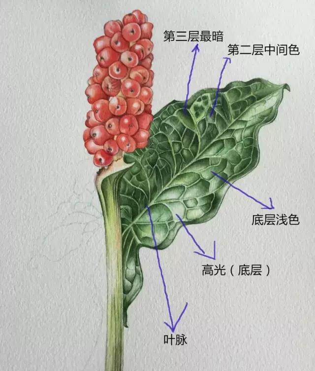 水彩密密麻麻的树叶怎么画,水彩画教程入门叶子