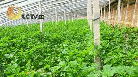 正宗博洋蜜瓜产地,黄洋蜜瓜和博洋蜜瓜区别