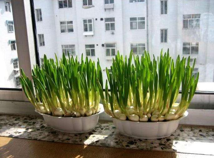 阳台上还适合种哪些蔬菜瓜果,阳台除了栽蓝莓还可以种什么水果