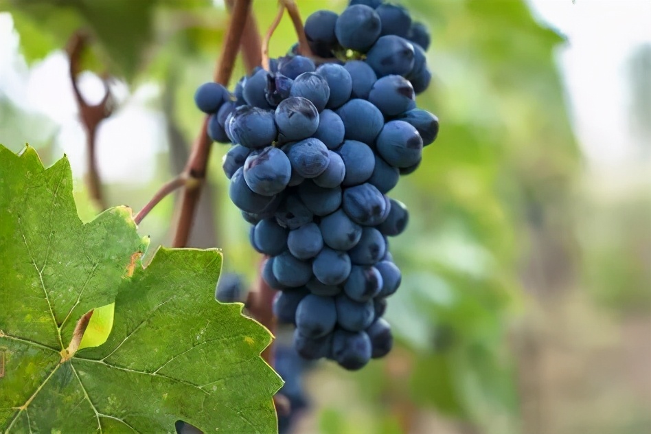 《柯南》里都用过哪些酒给人物命名？