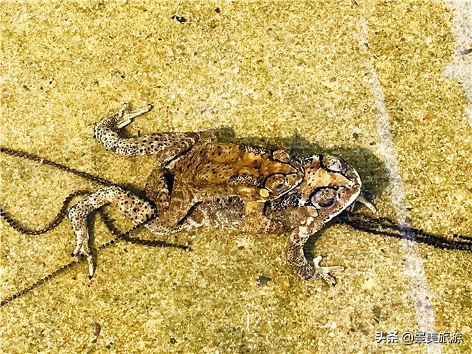 小蝌蚪是怎么出生的画册,小蝌蚪是从哪里来的