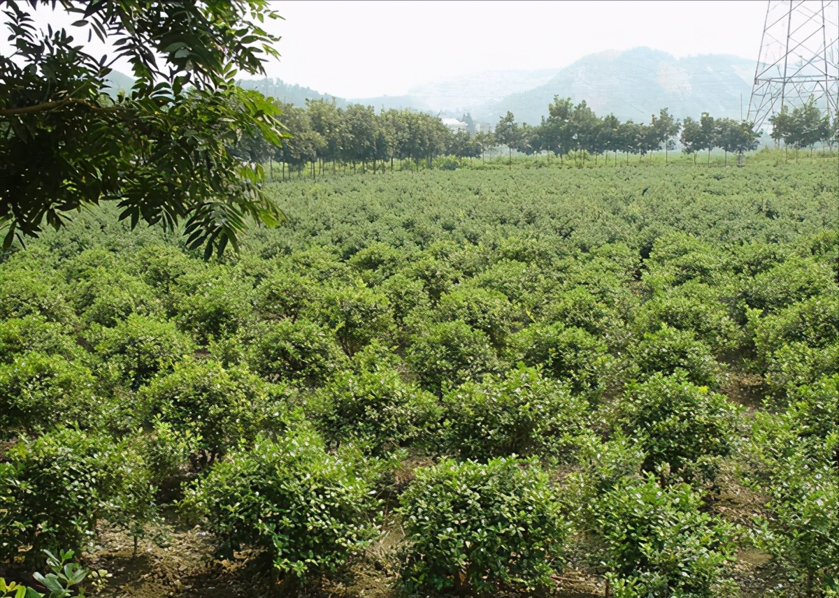 种植名贵树致富经全集,树木种植致富好机会