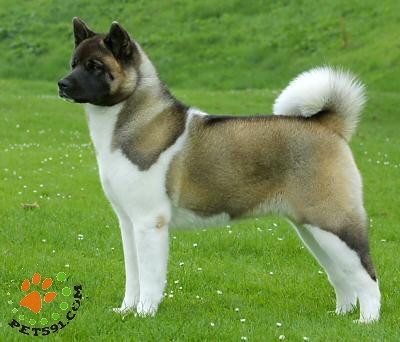 名犬排行榜杜宾,名犬排行榜捷克狼犬