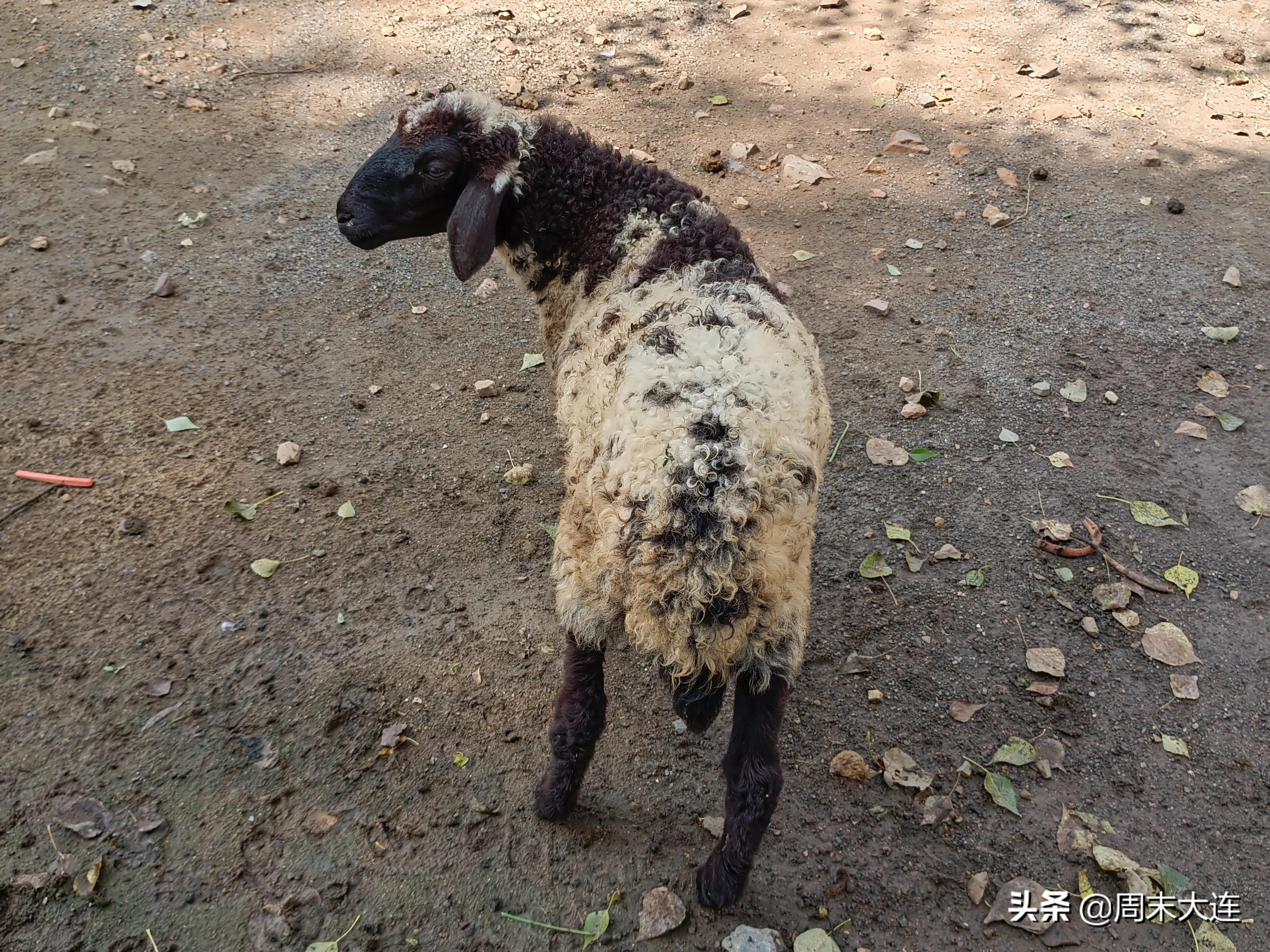 铭湖牧场是哪,铭湖牧场简介