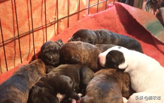 哈士奇在农村狗市多少钱能买到,狗市场上的小型哈士奇