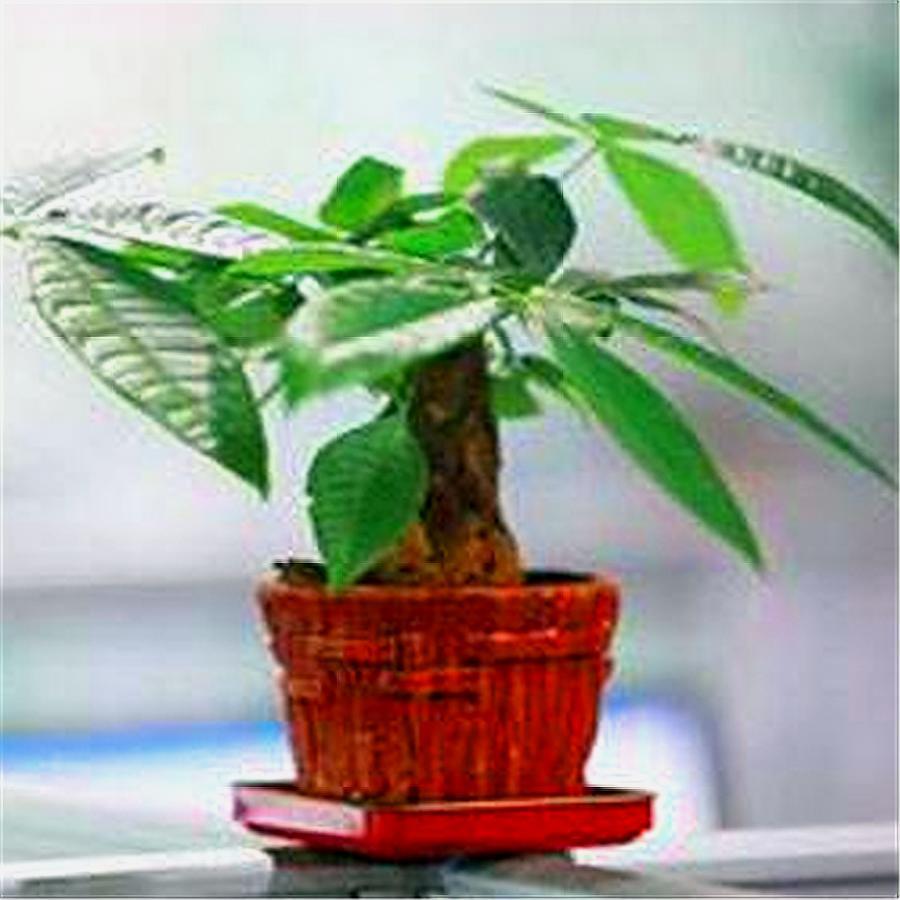 发财树黄叶简单补救方法,发财树黄叶掉叶枯枝怎样补救