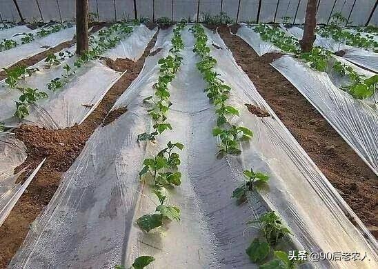 大蒜用白地膜好还是黑地膜好,种辣椒盖黑地膜好还是白地膜好