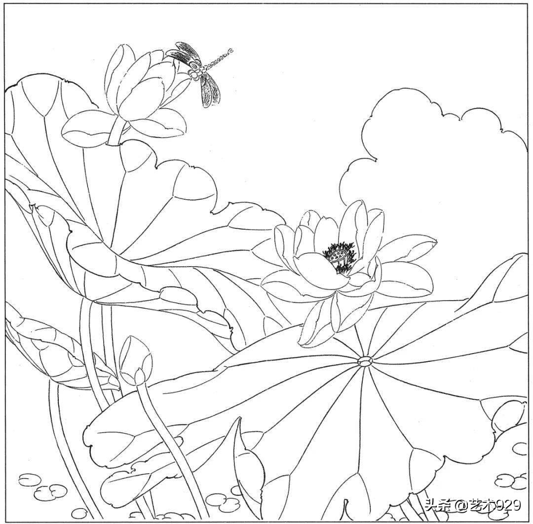 适合初学者的荷花白描画稿,荷花小品实用白描画稿