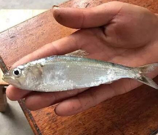 长江三鲜河豚刀鱼鲥鱼,鲥鱼是不是绝迹了