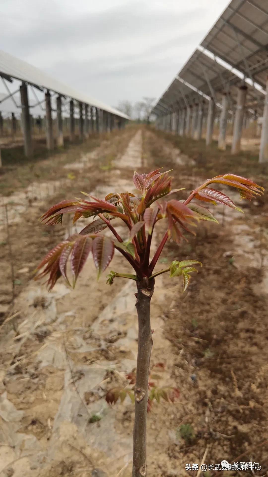 香椿炒鸡蛋的营养价值,冻过的香椿怎样炒鸡蛋