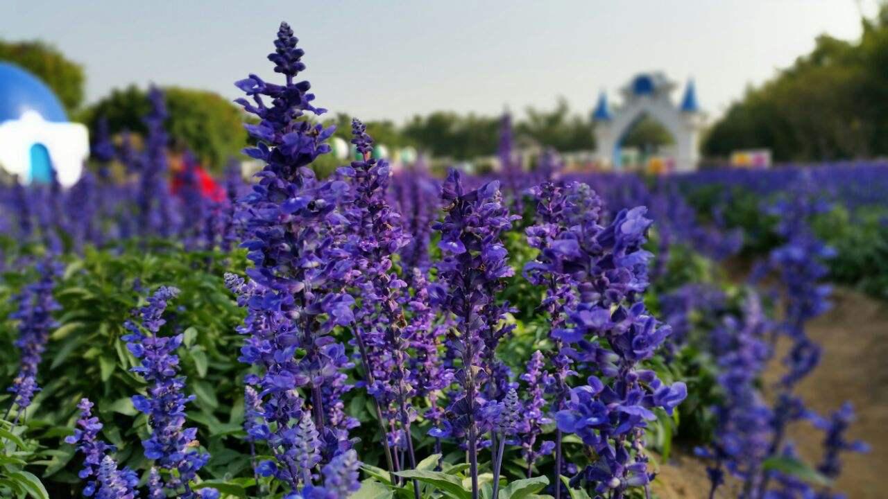 百万葵园怎么游玩才能满足,百万葵园攻略一日游图片