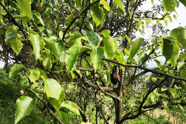 梨树下面的土壤能杀死什么虫,梨树黄粉虫前期图片