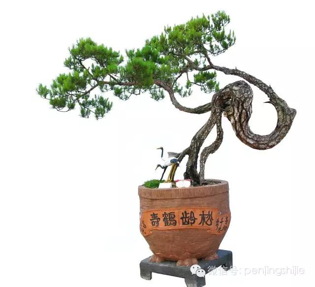 大师级老桩盆景欣赏,精美绝伦的老桩盆景