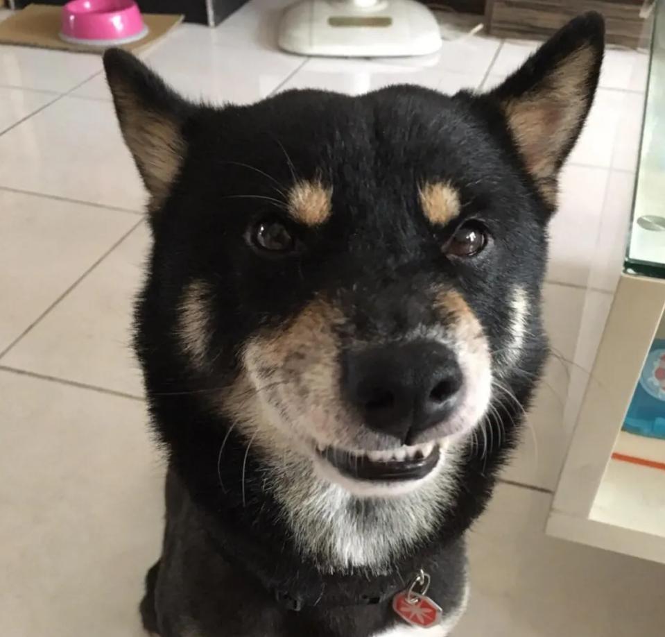 狗狗后部被插入“木棍”，还缠着大量胶带，被救后又遭遗弃