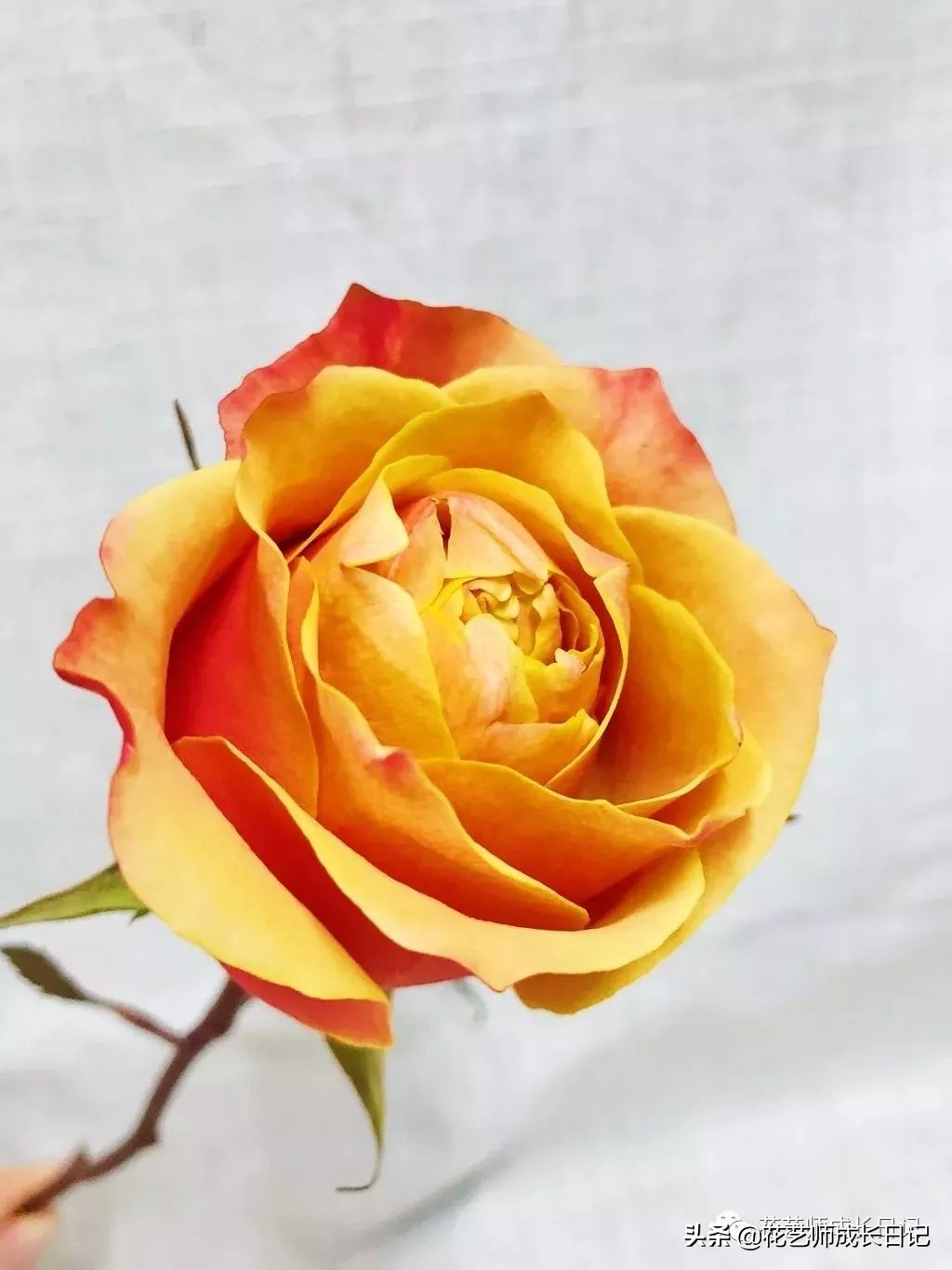 黄颜色的玫瑰是啥品种,浅黄色玫瑰有什么品种