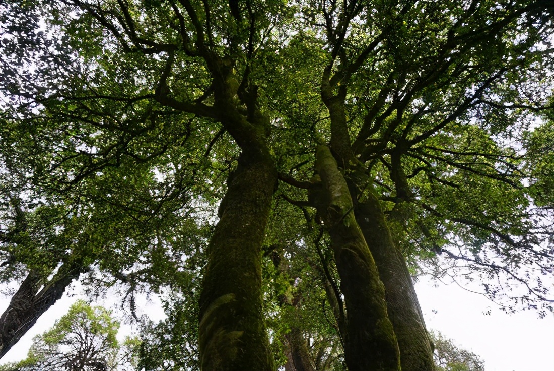 临沧古树茶有哪些产地和品种,古树茶产地在临沧哪里