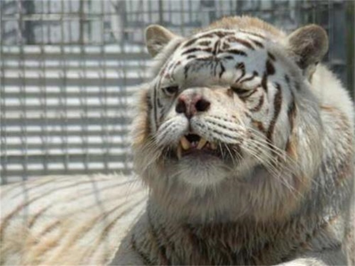 狮虎兽超过1000斤,狮虎幼崽体型对比