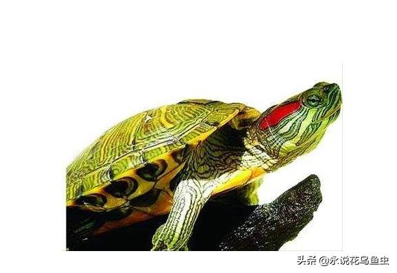 养乌龟新手入门养什么龟,新手养乌龟推荐养什么样的龟