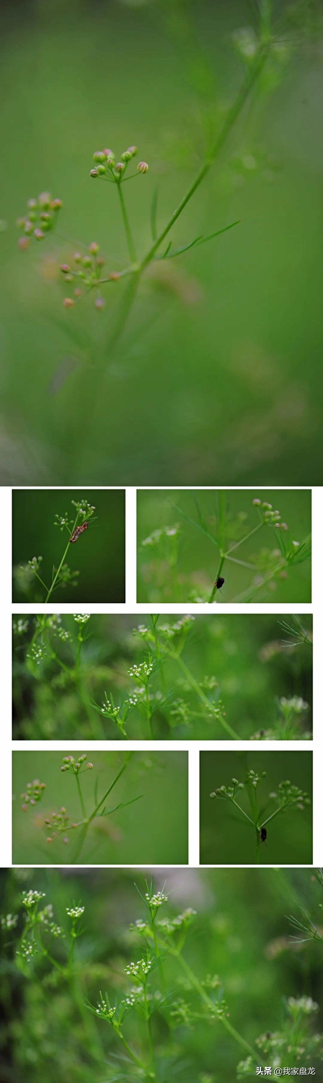 教你们一些特别实用的栽花小技巧,栽花有没有什么方法让它活得更好