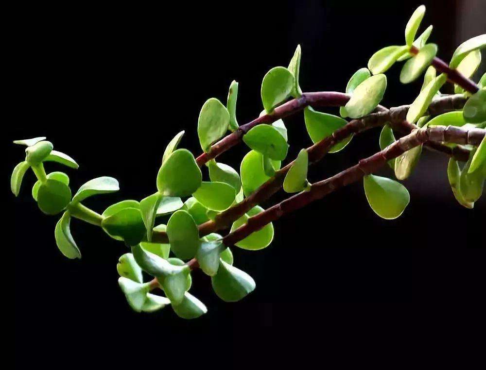 了解野菜马齿苋,野菜马齿苋有很多的功效你知道吗