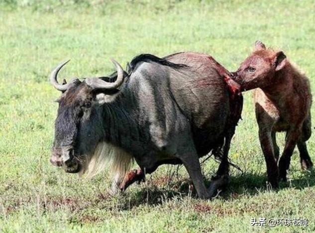 面对卑鄙无耻的掏肛专家，肌肉发达的精壮猎物，为何不逃跑？