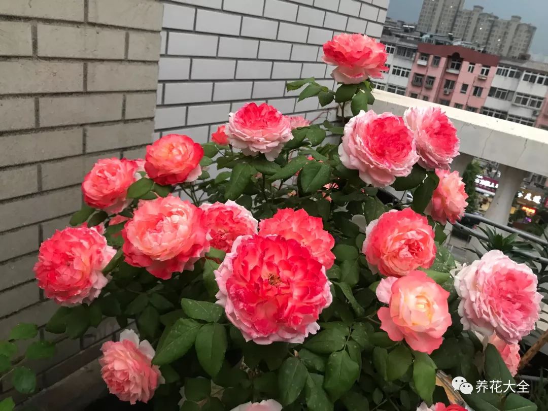 绿萝与铜钱草四季养护,怎么让铜钱草长得和绿萝一样