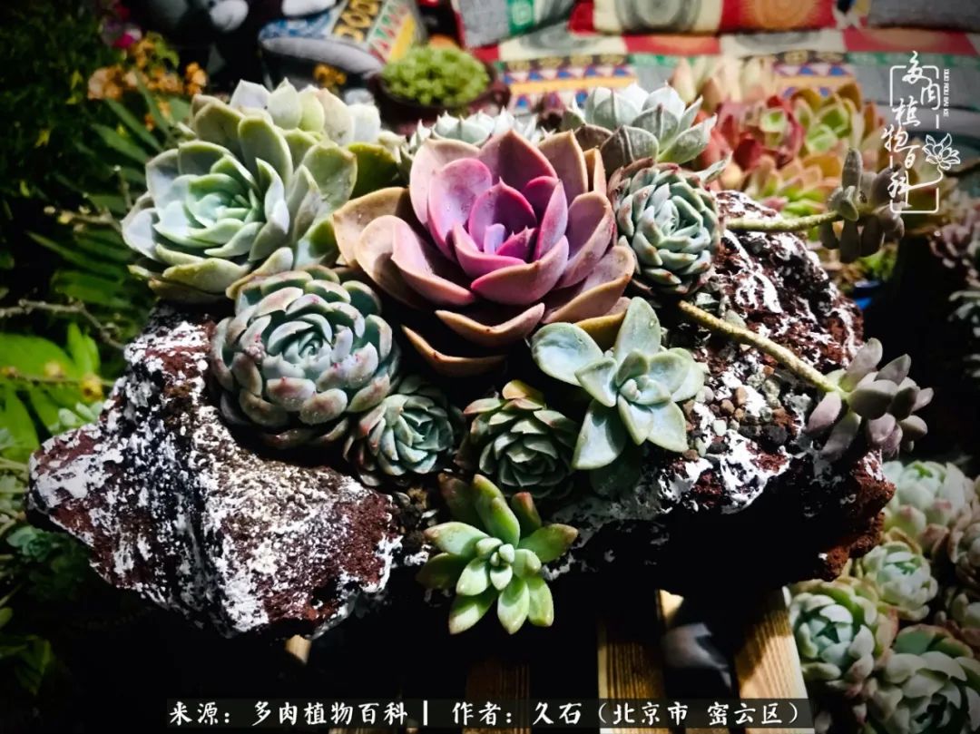 与多肉朝夕相伴的美好时光,多肉相伴人生无忧图片