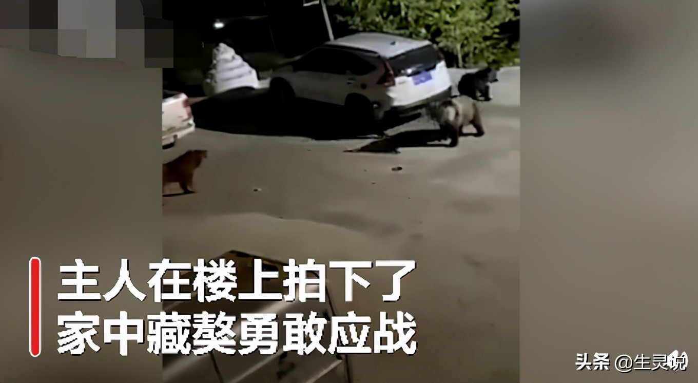 猛犬藏獒与其它猛犬对决,藏獒斗黑熊