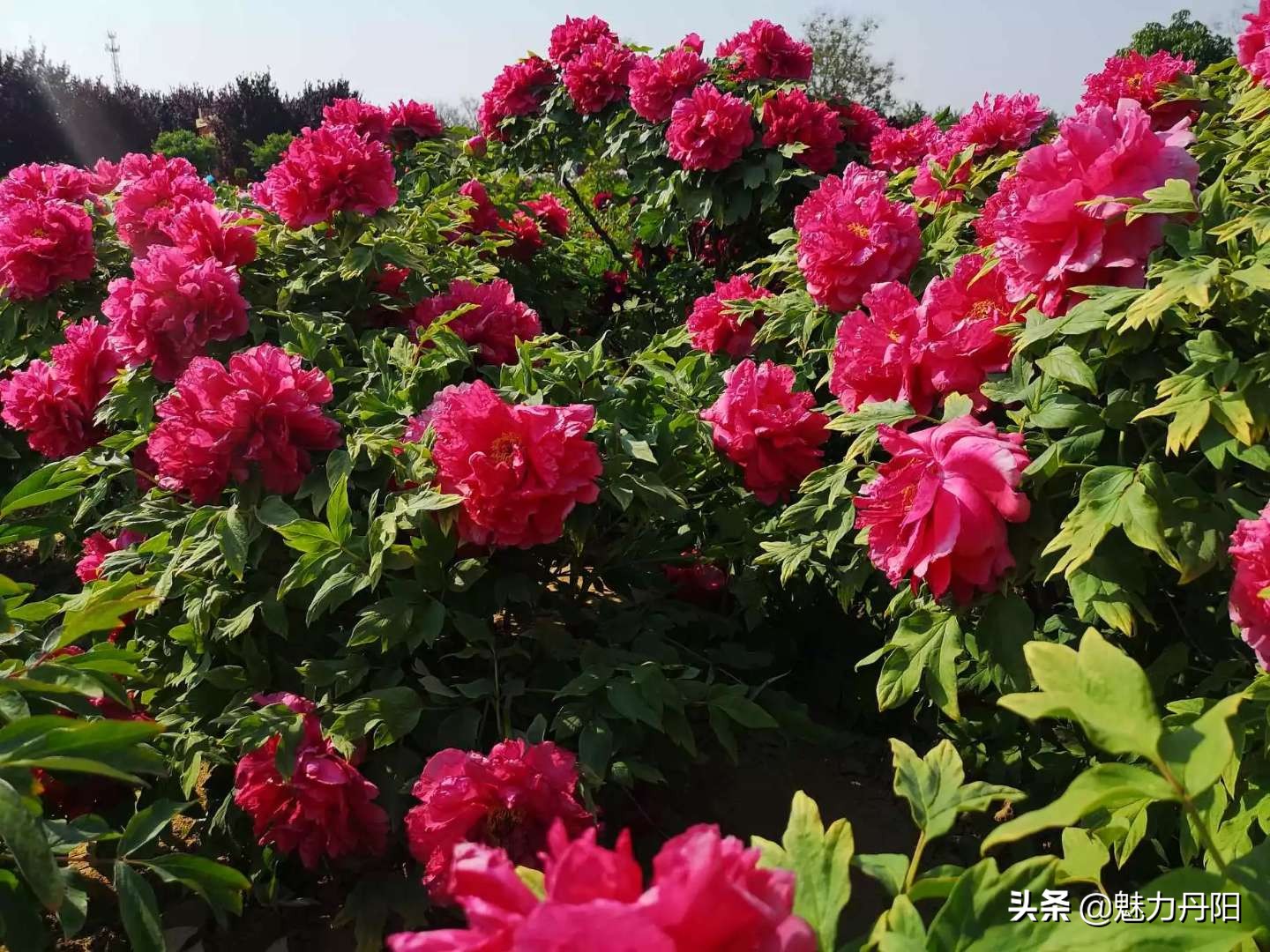 牡丹的一生简单历程文字描述,牡丹的历史和发展