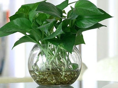 绿萝冬天怕冻吗,绿萝冬天会长吗