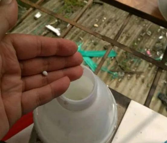 想要养好绿萝注意这几点就够了,绿萝这样养疯长如瀑布半月长爆盆