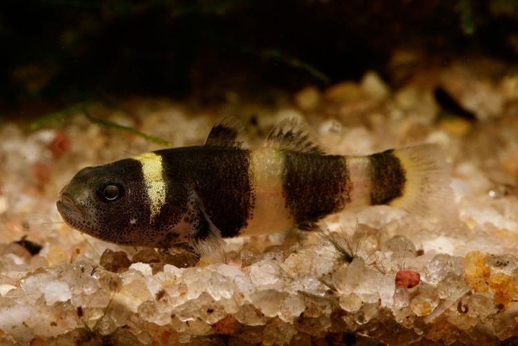 小鱼缸可以养什么宠物,带盖的小水族箱能养什么鱼