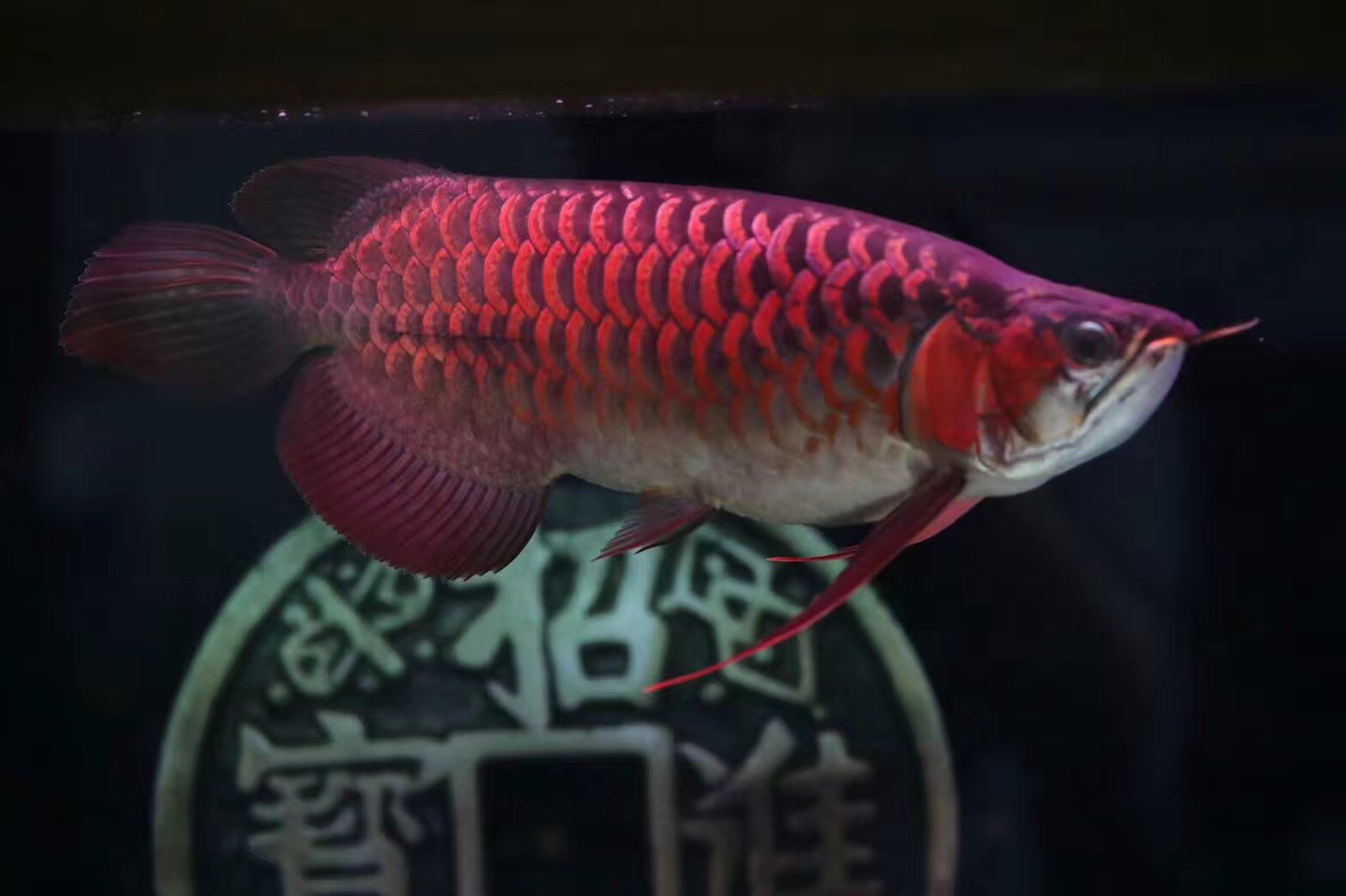 奥倍齐硝化细菌使用方法,速倍妥硝化细菌