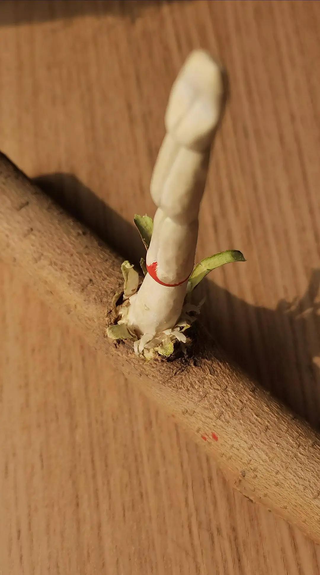 入木三分真功夫,入木三分让我懂得了什么