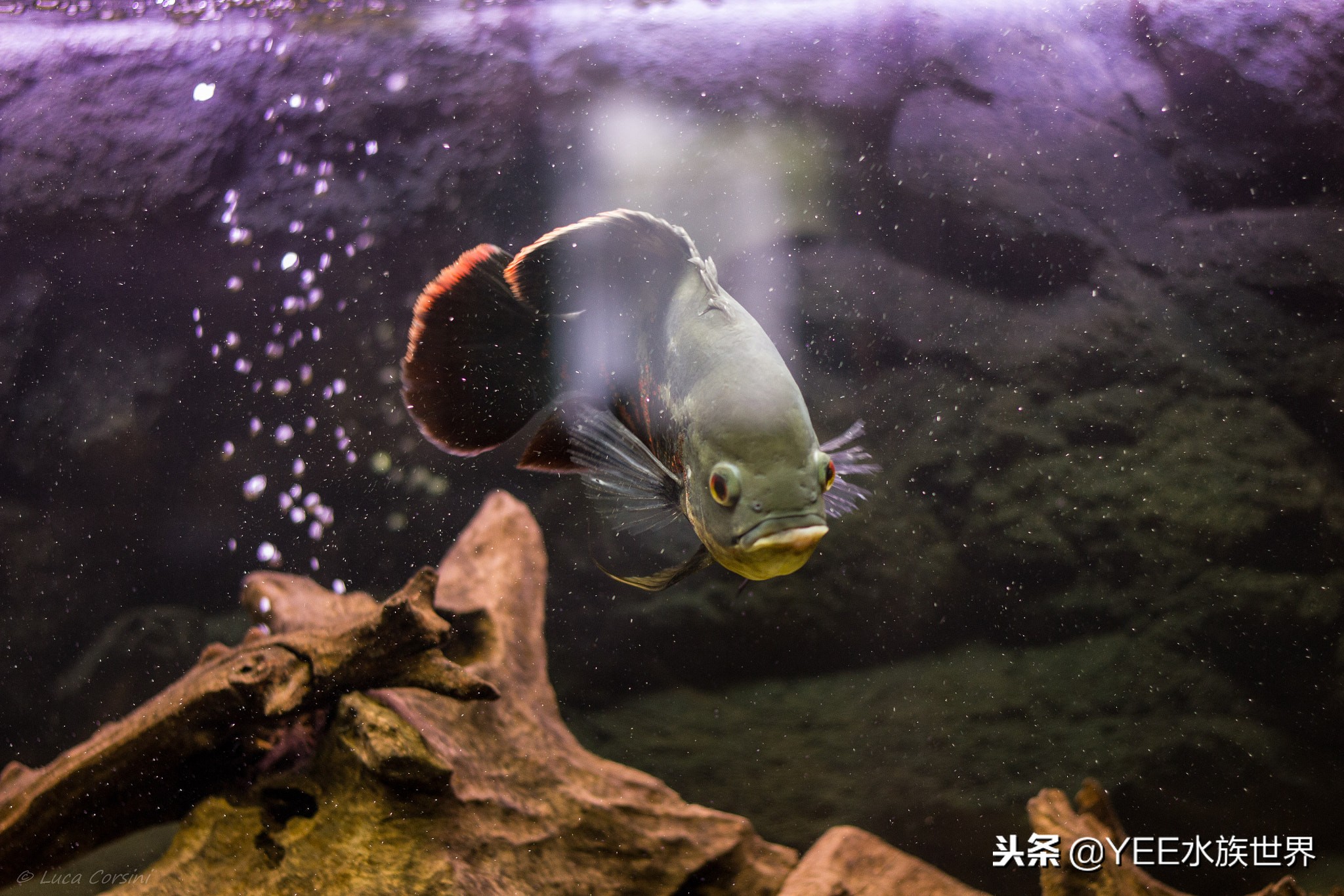 养鱼的心酸和感受,养鱼其实也是一个自我磨练的过程