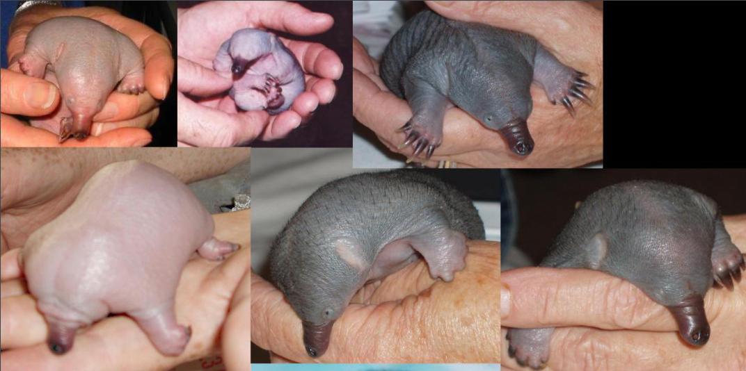 婢虫床閽堥脊鍒虹尙,鍏ㄤ笘鐣屾渶澶ч拡榧瑰拰鍒虹尙