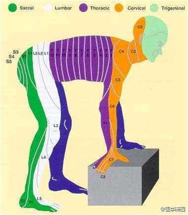 人体神经系统完整解剖图,超全神经系统解剖图近乎完美