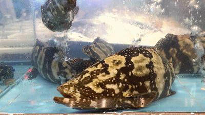 王庄阿咪完整视频,王庄阿咪探店