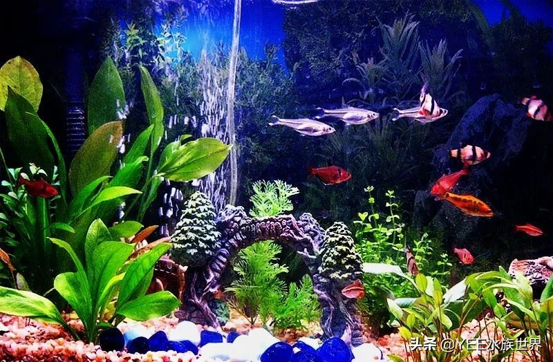 循环水养殖鱼马桶,多功能鱼缸养鱼小窍门