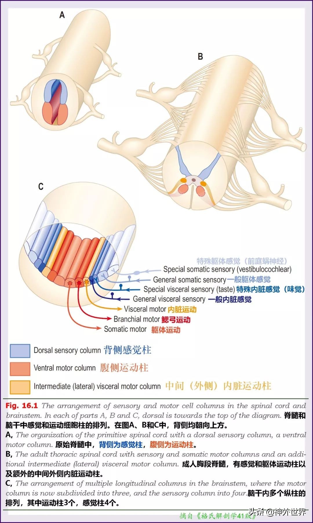 中脑和脑干的解剖,解剖神经系统脑干