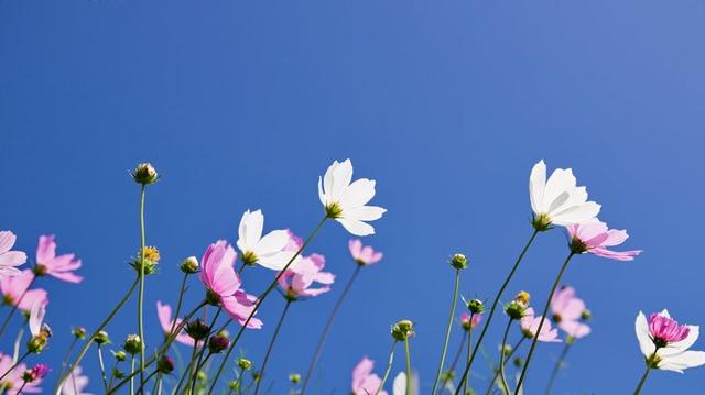 爱做梦的彩虹蜗之花朵口罩