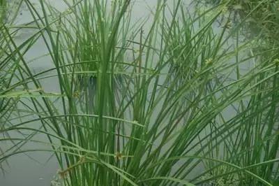 田间杂草认不清来看高清大图,常见田间杂草图片