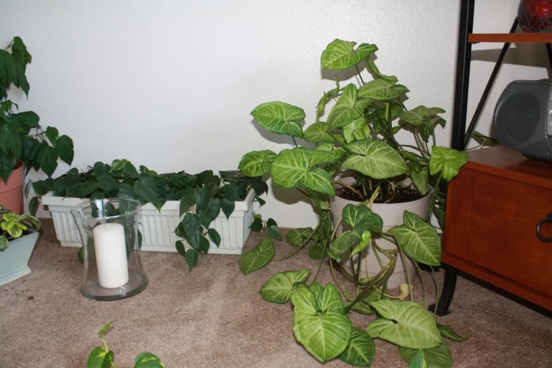 合果芋和绿萝有什么区别图片对比,和绿萝一样好养的合果芋盆栽