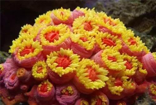 五彩斑斓的海底,五彩缤纷的海底世界介绍