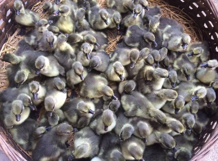 养鹅场一年能赚多少钱,养鹅场一年赚多少钱