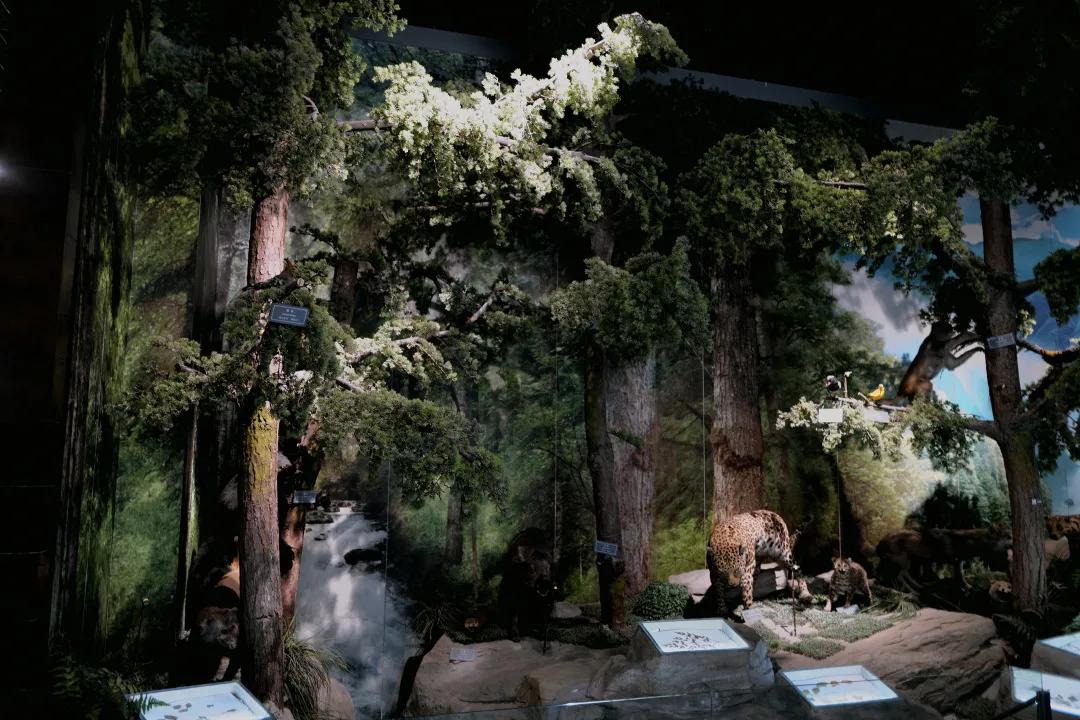 重庆哪几个月不适合旅游,重庆到底值不值得去旅游