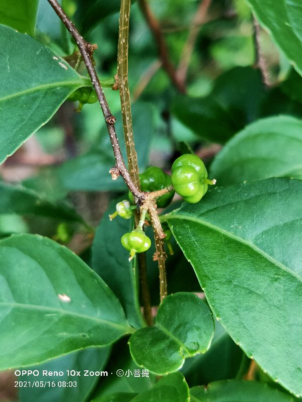 像蟒蛇一样的树,在丛林里看到了一条大蟒蛇