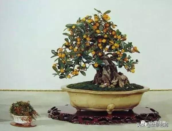 天生好养的36种盆景植物,好养的大盆景植物推荐