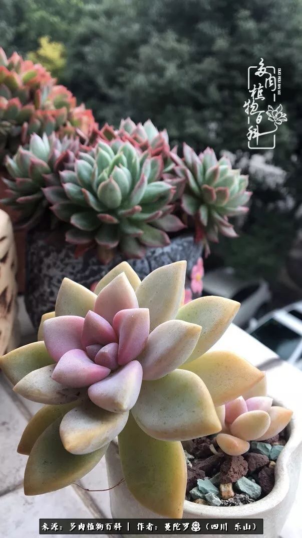 转角遇见多肉,遇见多肉治愈自己